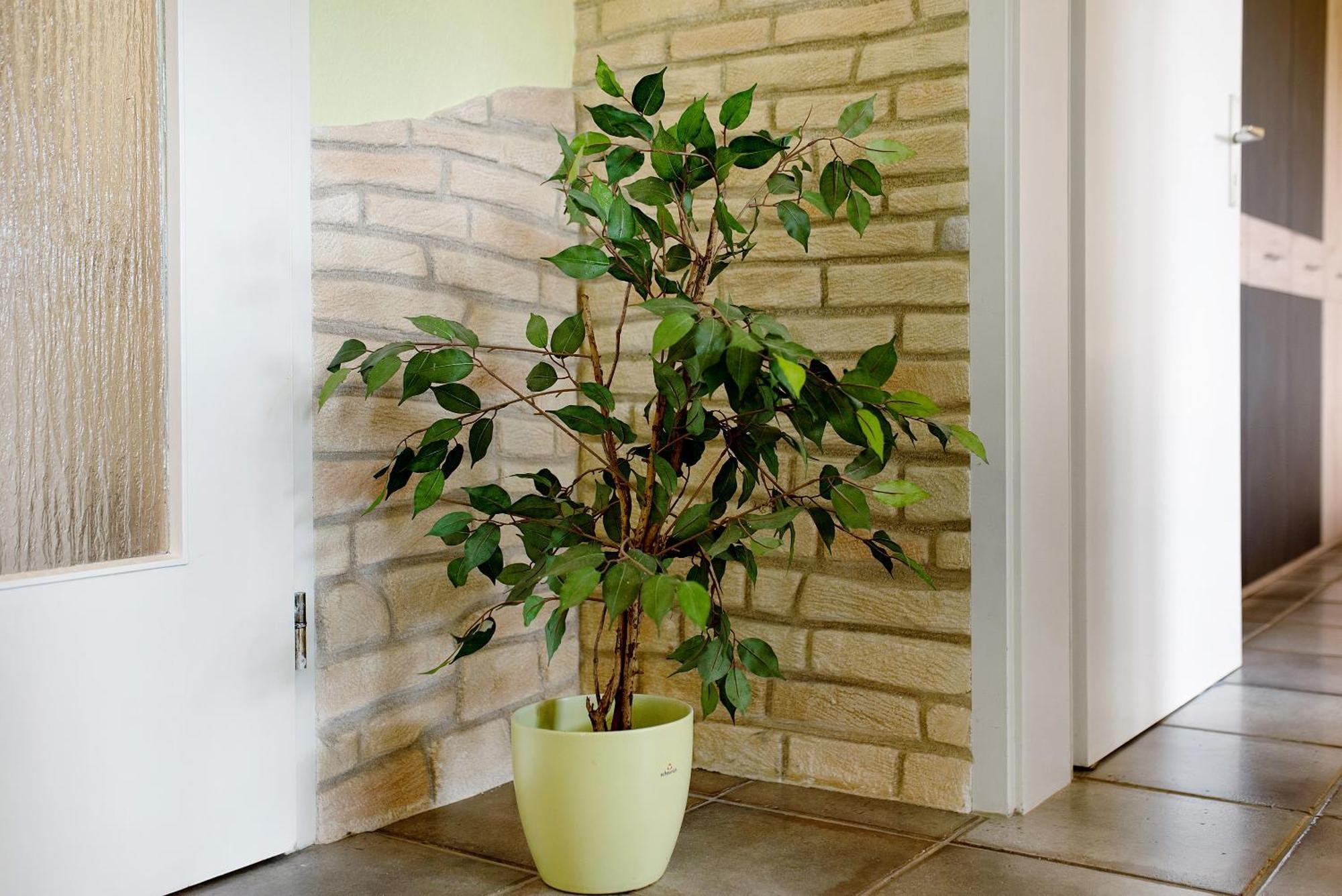 Ado Ferienwohnung Grafenhausen Bagian luar foto